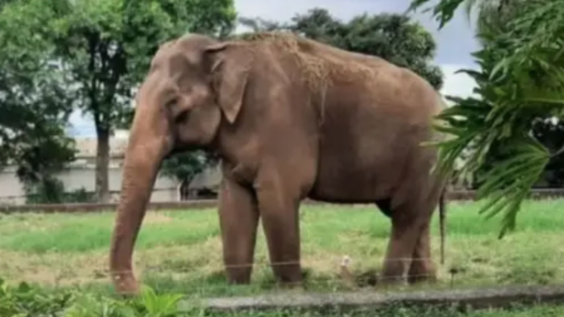 O último elefante apaixonado: a tocante história de Sandro