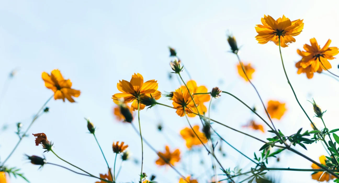 Calor, El Niño e tempestades: previsão da primavera 2026