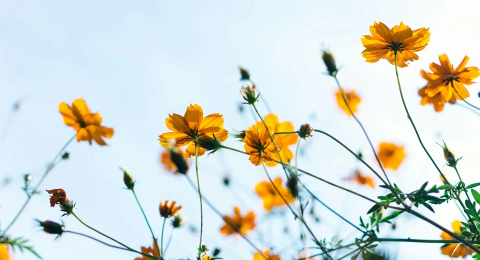 Calor, El Niño e tempestades: previsão da primavera 2026