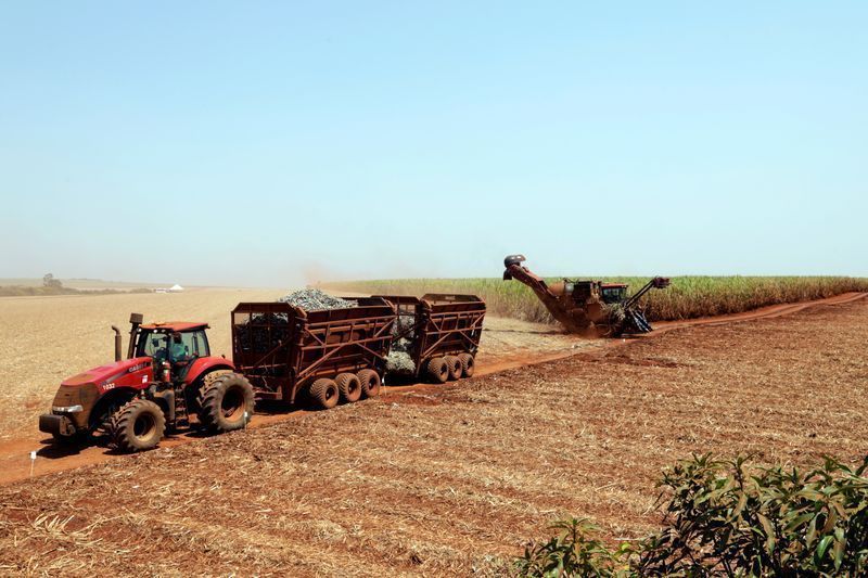 Clima, e não o preço, será fator determinante na produção agrícola.