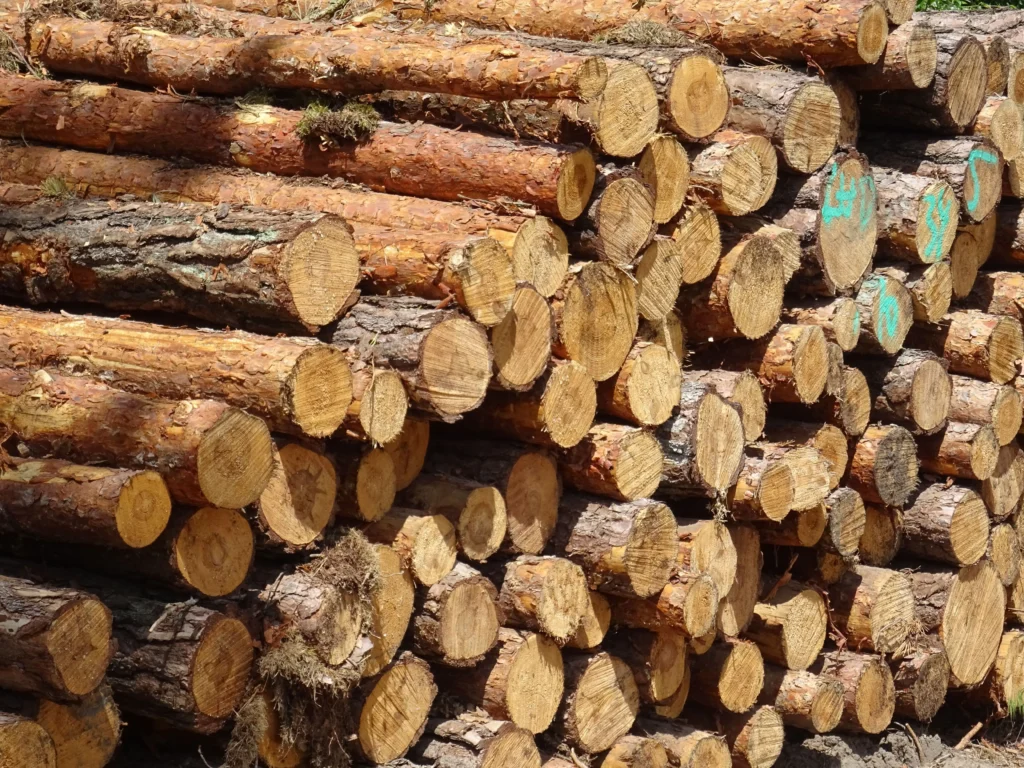 Associação internacional destaca protagonismo do Brasil em celulose sustentável