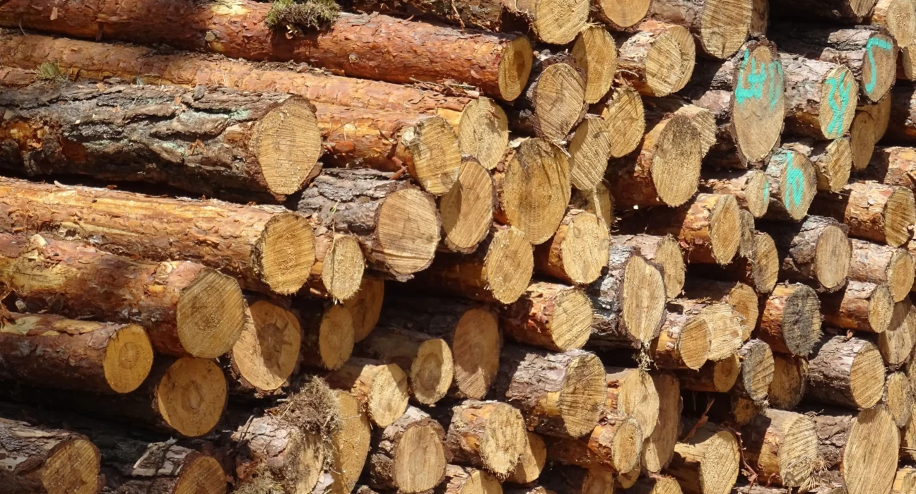 Associação internacional destaca protagonismo do Brasil em celulose sustentável