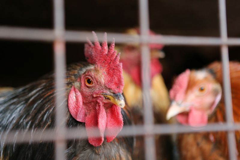 CNA defende negociação da regionalização de embargos para agro